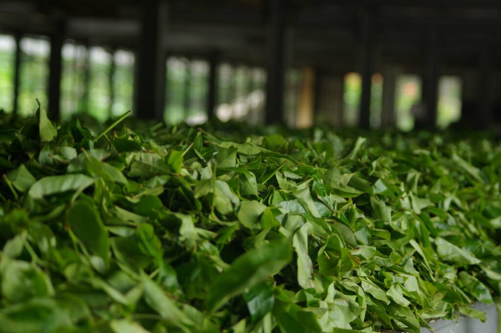 Photo de feuilles de thé