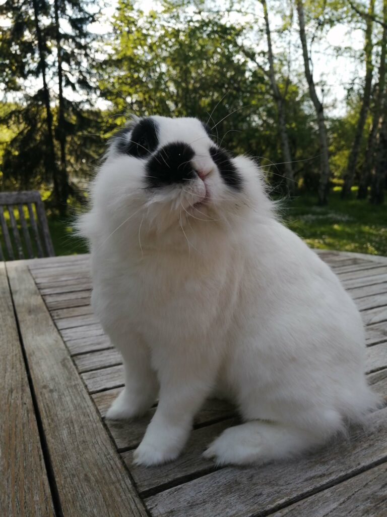 Portrait de Elliot, la lapine